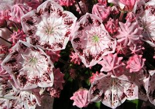 Kalmia latifolia "ginkona"