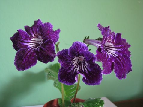 Streptocarpus " anett