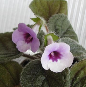 Sinningia "amizade" - mini gloxinie