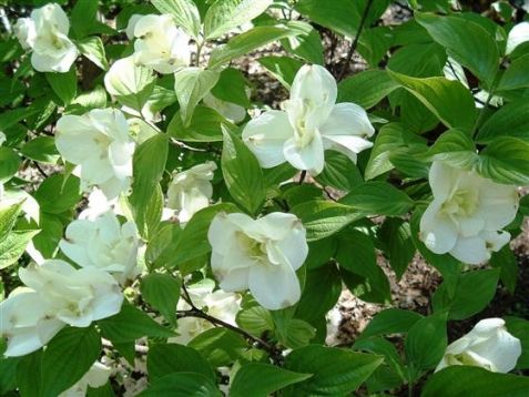 Cornus florida "pluribracteata" - dřín květnatý