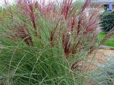 Miscanthus "flamingo"
