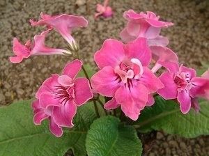 Streptocarpus "bristol"s very best"