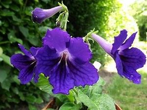 Streptocarpus "amanda"