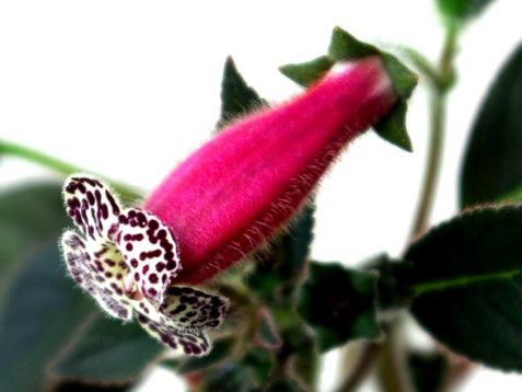 Kohleria "heartland"s blackberry butterfly"