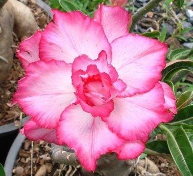 Adenium obesum "giant diamond" - pouštní růže