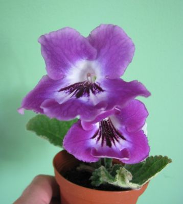 Streptocarpus "thunderhead"