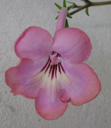 Streptocarpus "alisa"