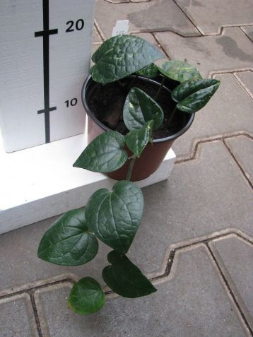 Piper kadsura variegata - pepř