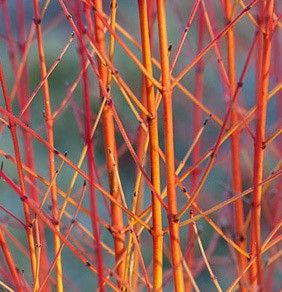 Cornus sanginea "midwinter fire" - svída krvavá