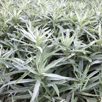Artemisia lud. "silver queen"