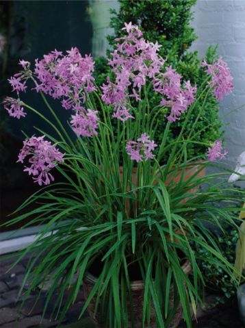 Tulbaghia violacea "wild garlic"