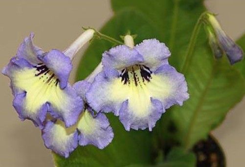 Streptocarpus "keigetsu"