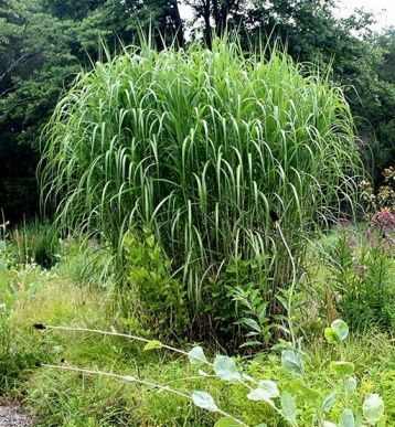 Miscanthus giganteus