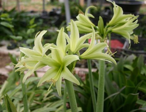 Hippeastrum cybister "evergreen" - hvězdník, nesprávně amarylis