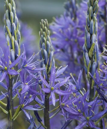 camassia modrá - ladoník