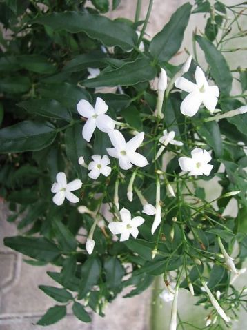 jasminum polyanthum