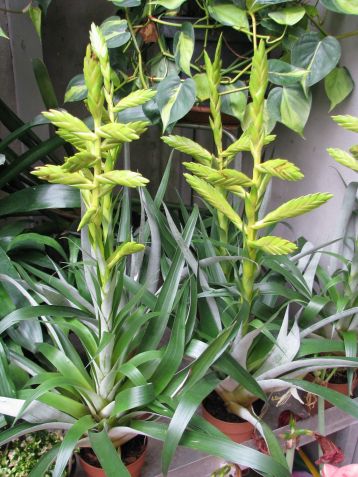 tillandsia