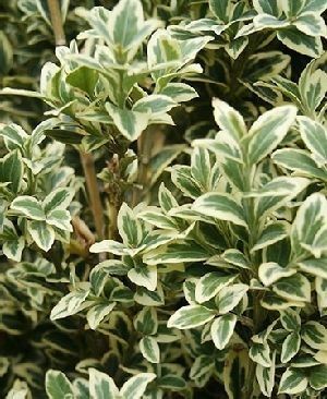 buxus semp. argenteovariegata