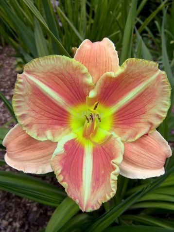 hemerocallis "veins of truth" - daylily