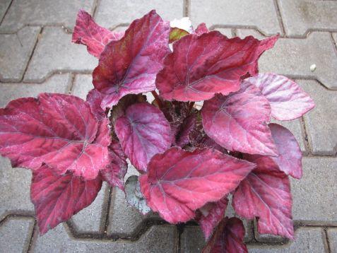 begonia "rex ica"
