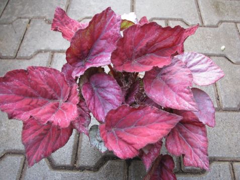 begonia "rex ica" - begonie listová