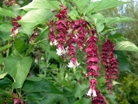 leycesteria formosa "purple rain"