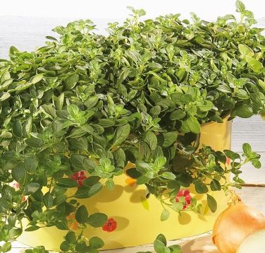origanum "diabolo" - převislý dobromysl