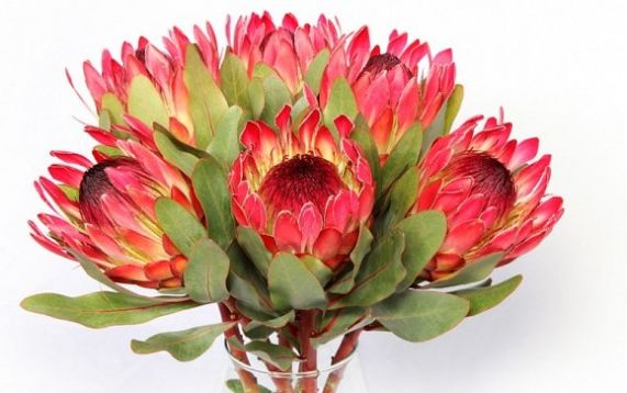 Protea cynaroides "sylvia"