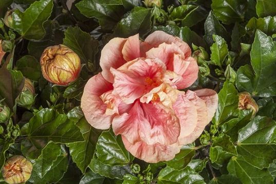 hibiscus sinensis " sorbet"