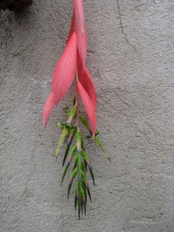 billbergia x windii