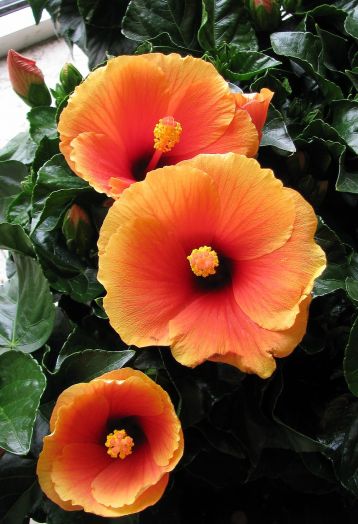 Hibiscus sin. "new apollo" - ibišek pokojový, 4denní