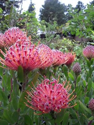 leucospermum " anna marie"