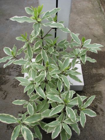 pittosporum eugenioides " variegata "