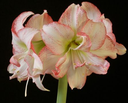 hippeastrum " double record" - hvězdník, nesprávně amarylis