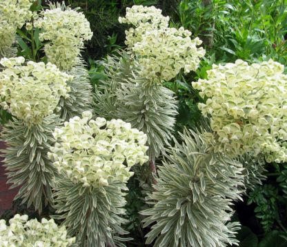 euphorbia characias " tasmanian tiger"