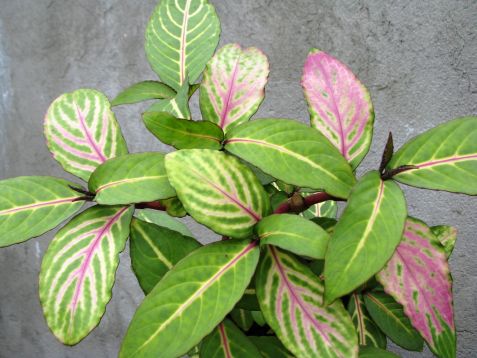 sanchezia speciosa