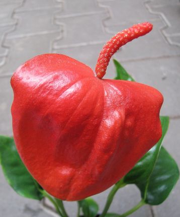 anthurium scherzerianum - červená