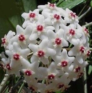 hoya carnosa "snowball"