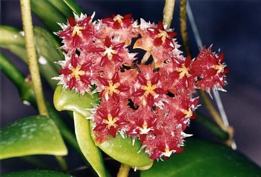 hoya mindorensis red