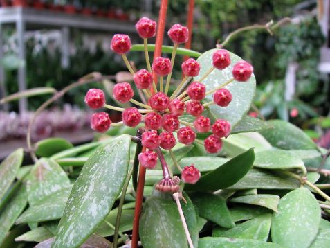 hoya regalis