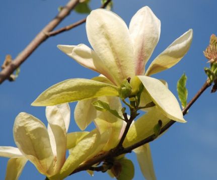 magnolia "banana split "