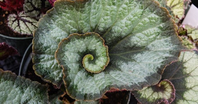 begonia " l´escargot" - begonie listová