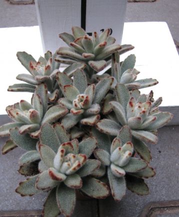 kalanchoe tomentosa "dorothy blush"