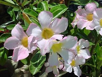 adenium obesum "snow"