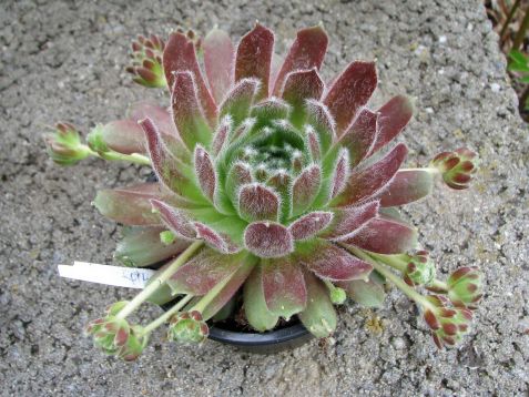 sempervivum arachnoideum "rothorn"