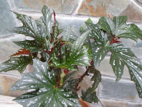 begonia "sophie cecile"