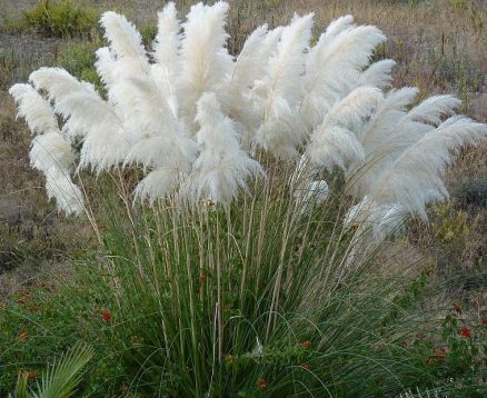 cortaderia selloana "white plume"