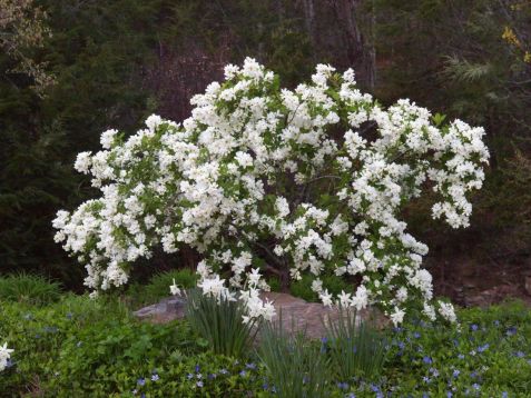 exochorda macrantha "the bride"- hroznovec