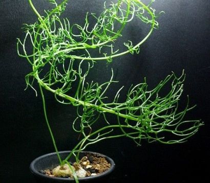 bowiea volubilis