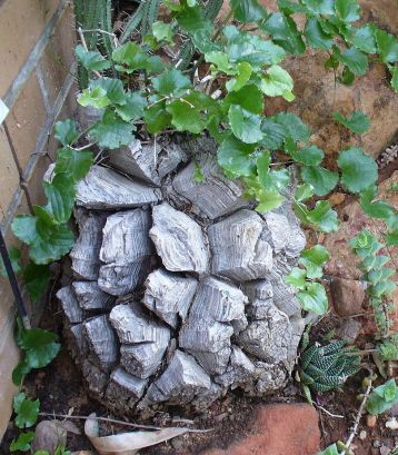 dioscorea elephantipes - sloní noha